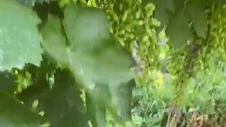 رضایت خریدار نهال از شرکت یشیل نهال و باردهی درخت انگور 4 ساله