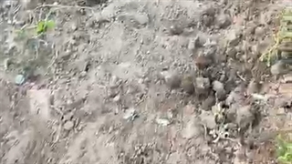 نهال انگور یشیل نهال