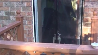 در توری مجیک مش