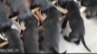 مستند جنجالی افشاگری پشت پرده کشتن سگ های ولگرد در تهران ‌/ حمله سگ های ولگرد به کودک / حمایت از سگ ها