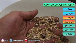 میدونی به طوطی بالغ چه غذایی بدی؟