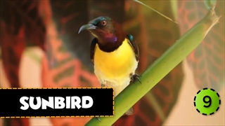 زیباترین پرندگان سیاره زمین