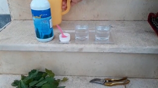 تفاوت استفاده و عدم استفاده از مویان در محلول پاشی کود های کشاورزی