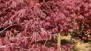 گل و گیاه ارغوان در چابکسر