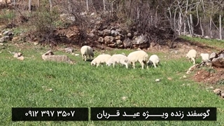 رزرو گوسفند زنده عید قربان 09123973507
