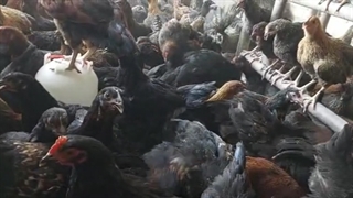 فروش گلپایگانی ۳ماهه ۷۰۰ گرمی
