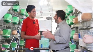 نحوه شروع پرورش تا تغذیه مرغ عشق