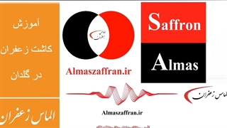 آموزش کاشت زعفران در گلدان