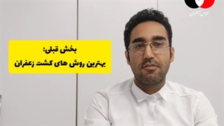 آموزش کشت زعفران تا گلدهی