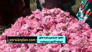 باغ پرورش گل محمدی+کسب درآمد از فروش گل و گلاب