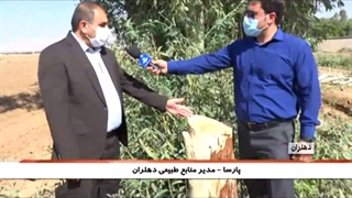 زراعت چوب اکالیپتوس در اراضی ملی