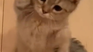 تروخدا یدونه از اینا بدین من ببرم برای خودم.دیتیتمسجساسدسهقحجسندس (وی از دست رفت)