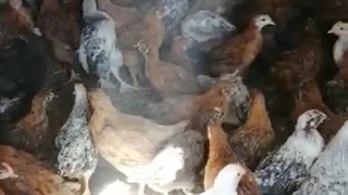 فروش مرغ گلپایگانی نیمچه