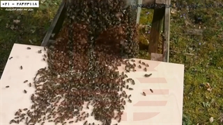 آموزش زنبورداری آسان-پرورش زنبور عسل-بازرسی کندو مرکزی بعد ازنصب