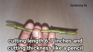 آموزش تکثیر و قلمه زدن گل رز