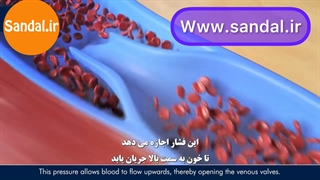 قلب دوم انسان چیست؟