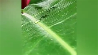 گلخانه بزرگ پاسارگاد