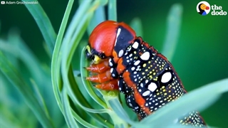 تبدیل کرم ابریشم به شاپرک