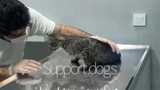 نانا هم صاحب خانواده شد، داستان زندگی نانا،کپشن also got a family, Nana's life story. caption please