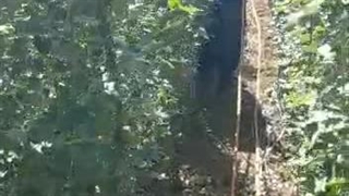 سمپاشی علیه آفات قلمه تبریزی در اکین نهال