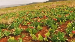 طبیعت زیبای چهارمحال وبختیاری