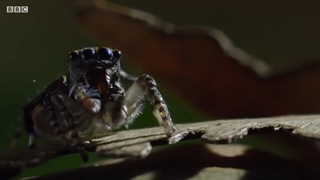 بهترین لحظات عنکبوتی