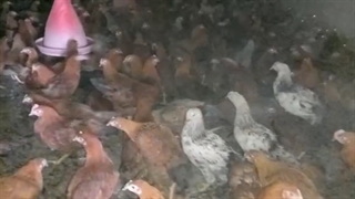 فروش مرغ و خروس گلپایگانی