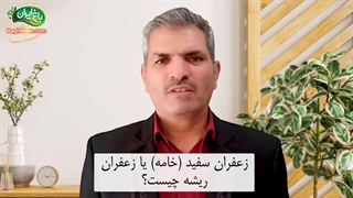 زعفران سفید (ریشه) چیست؟