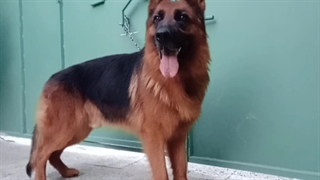 سگ ژرمن ورک