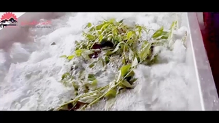 دستگاه شستشوی سبزی | خط شست و شو سبزی