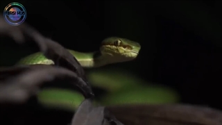 حیوانات عجیبی که تا به حال کسی اون ها رو ندیده