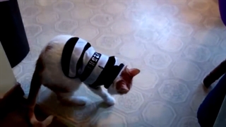 واکنش خنده دار گربه ها وقتی لباس تنشون میکنید