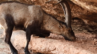 بز اسپانیایی