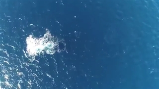صدای وال آبی +جای وو یونگ وو خالی ! (Sound Of Blue Whale)