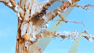 روش های اخذ اقامت