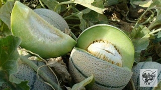 خواص عجیب تخم طالبی