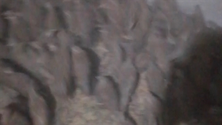 فروش کبک سه ماهه