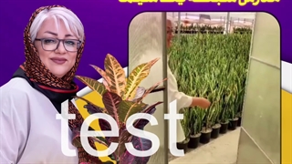 آموزش رایگان نگهداری گیاهان آپارتمانی