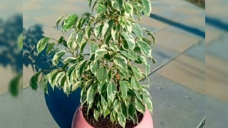 سفارش گل و گیاه برای هدیه افتتاحیه 09129410059