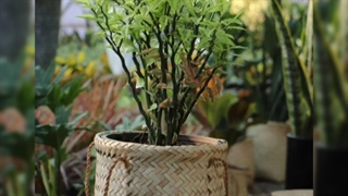 گل برای افتتاحیه رستوران ، کافه ، فروشگاه ، گالری 09129410059