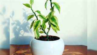 گلدان و گیاه کادویی برای تشکر 09129410059