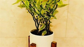 سفارش گل برای سالن زیبایی و آرایشگاه زنانه و مردانه 09129410059