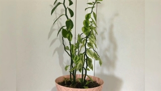 سفارش گل برای شرکت 09129410059