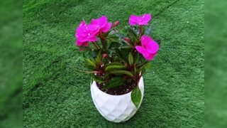 سفارش گلدان گل دار برای هدیه خانه و آپارتمان 09129410059