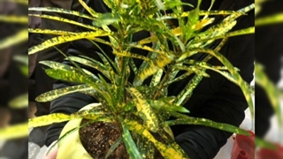 خرید گیاه داخل گلدان برای هدیه محل کار 09129410059