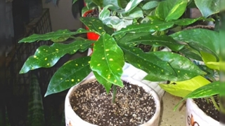 خرید گل برای عیادت بیمار 09129410059