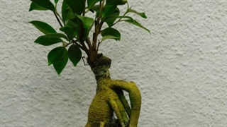 فروش انواع گلدان و گیاه برای محیط های اداری و سازمان ها 09129410059