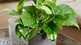 سفارش گلدان رومیزی برای دفتر کار 09129410059