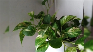 فروش اینترنتی گلدان و گیاه با تحویل در محل تهران 09129410059