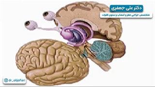 مغز انسان- دکتر علی جعفری | متخصص جراحی مغز ، اعصاب و ستون فقرات